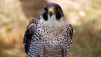 sokol peregrine-falcon-3616708 1280